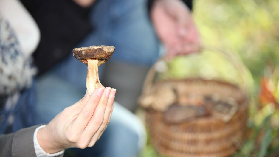 Grzyby to podstawa kuchni polskiej