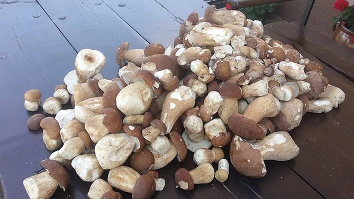 Gdzie na grzyby? Nasi czytelnicy znają odpowiedź