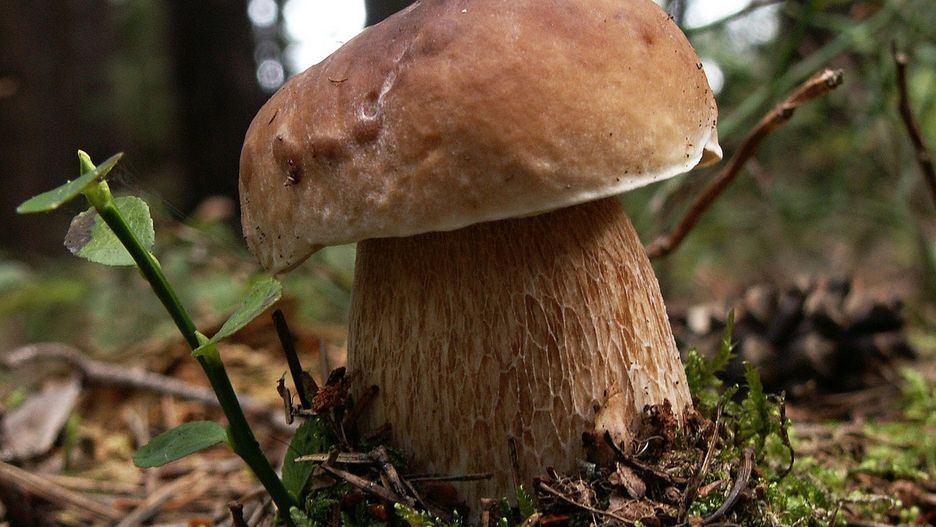 Sekrety króla polskich lasów opisano w książce Påla Karlsena pt. „Biografia prawdziwka"