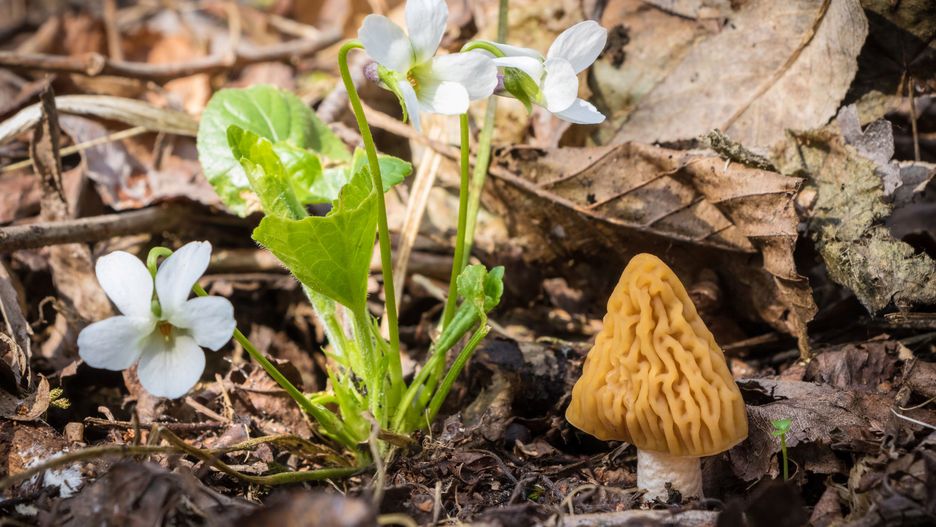 Naparstniczka czeska, jeden z trzech nowych grzybów na liście.