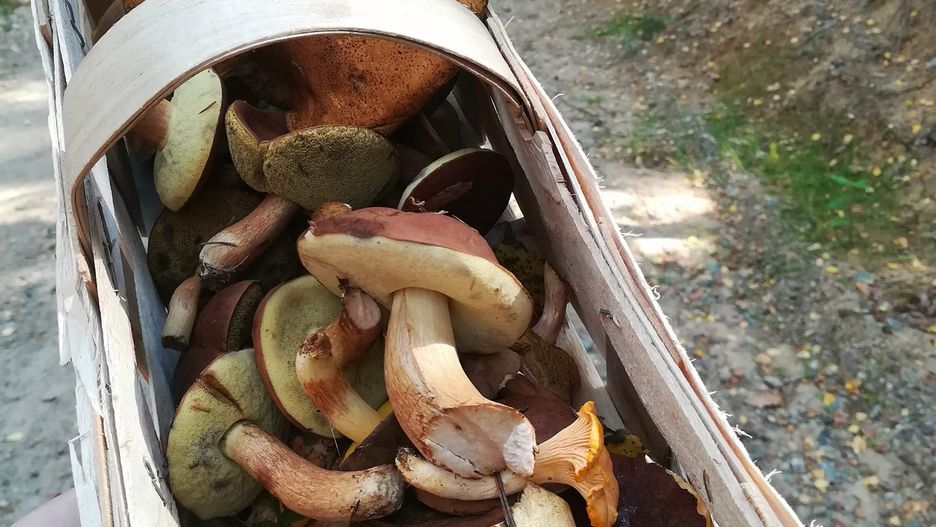 Grzyby zebrane w Bieszkowicach w powiecie wejherowskim