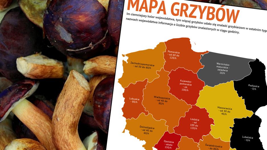 Oto grzybowa mapa Polski. Zachód może cieszyć się ze zbiorów - Wschód czekać na lepszy październik