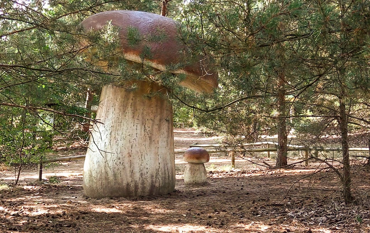 Czas na bezpieczne grzybobranie. Odwiedź Park Grzybów w Piłce