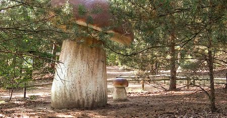 Czas na bezpieczne grzybobranie. Odwiedź Park Grzybów w Piłce