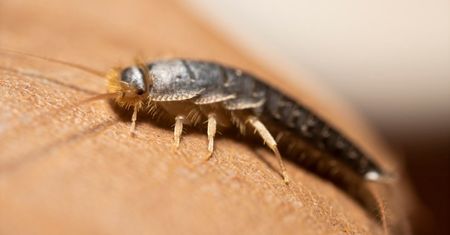 Postaw za drzwiami łazienki, a pozbędziesz się rybików raz na zawsze