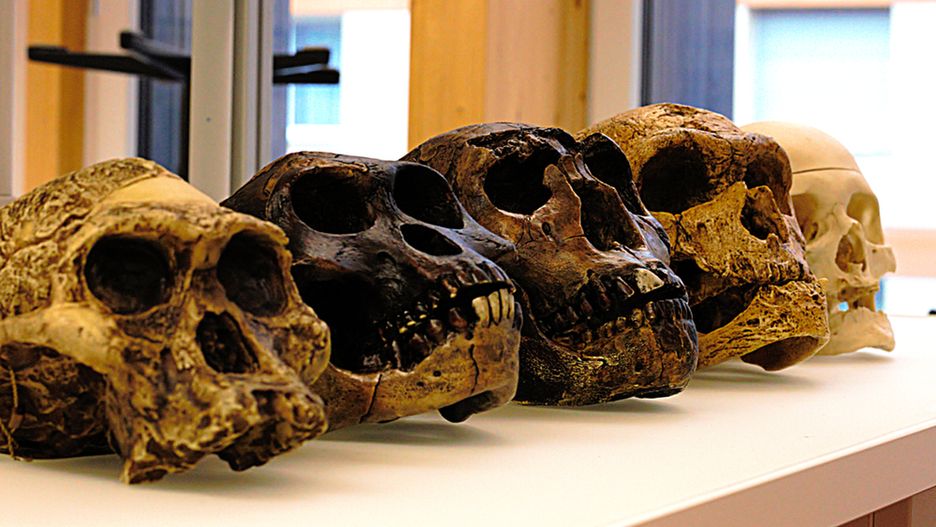 Zdaniem badaczy z Eindhoven University of Technology, żadna ze społeczności neandertalskich nie miała szans na przetrwanie.