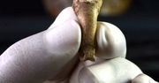 Archeolodzy zbadali kość orła. Może być częścią "ostatniego naszyjnika neandertalczyków"