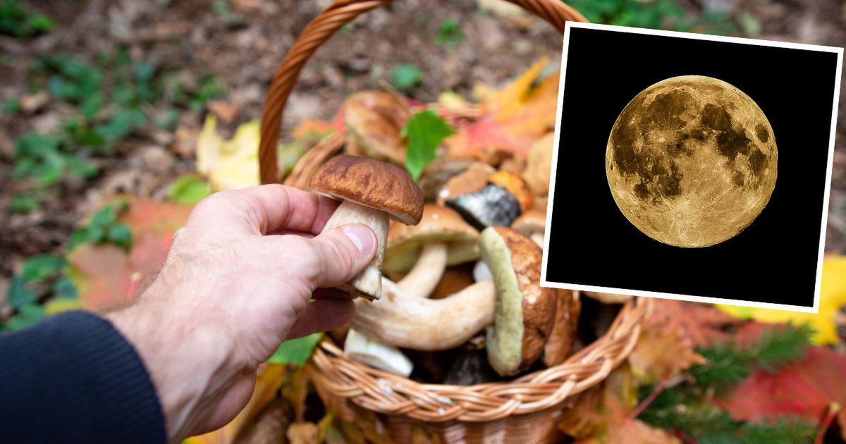 Doświadczeni grzybiarze zawsze zerkają na Księżyc przed grzybobraniem. Mają ważny powód