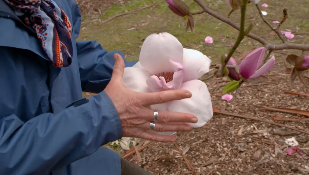 Dlaczego magnolie nie kwitną? Fot. Youtube/GardeningAustralia