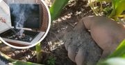 Nigdy nie wyrzucam popiołu z grilla po majówce. Wykorzystuję go potem w ogrodzie