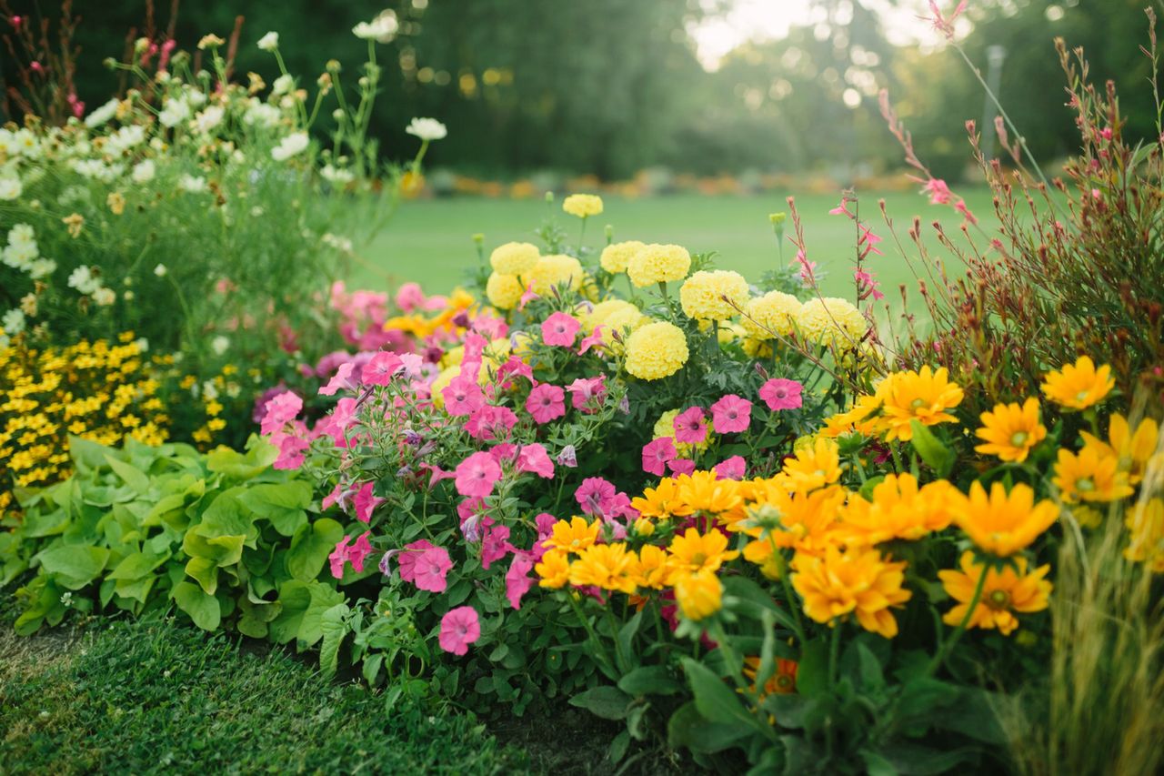naturalna odżywka do kwiatów ogrodowych , fot. freepik