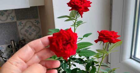 Odżyw nim rośliny, kiedy pojawią się pąki. Potem będzie działa się magia