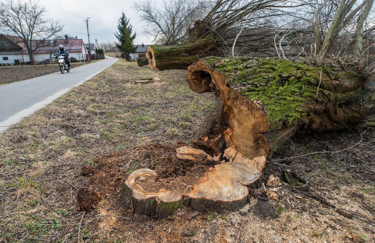 Rząd odpuszcza wycinkę przydrożnych drzew. Triumf obrońców przyrody