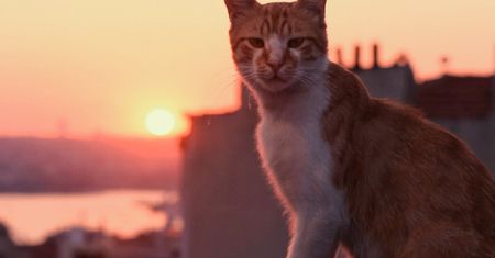 "Kedi" znaczy kot. "To zwierzę dopasowane do naszego stylu życia. Po prostu sobie jest"