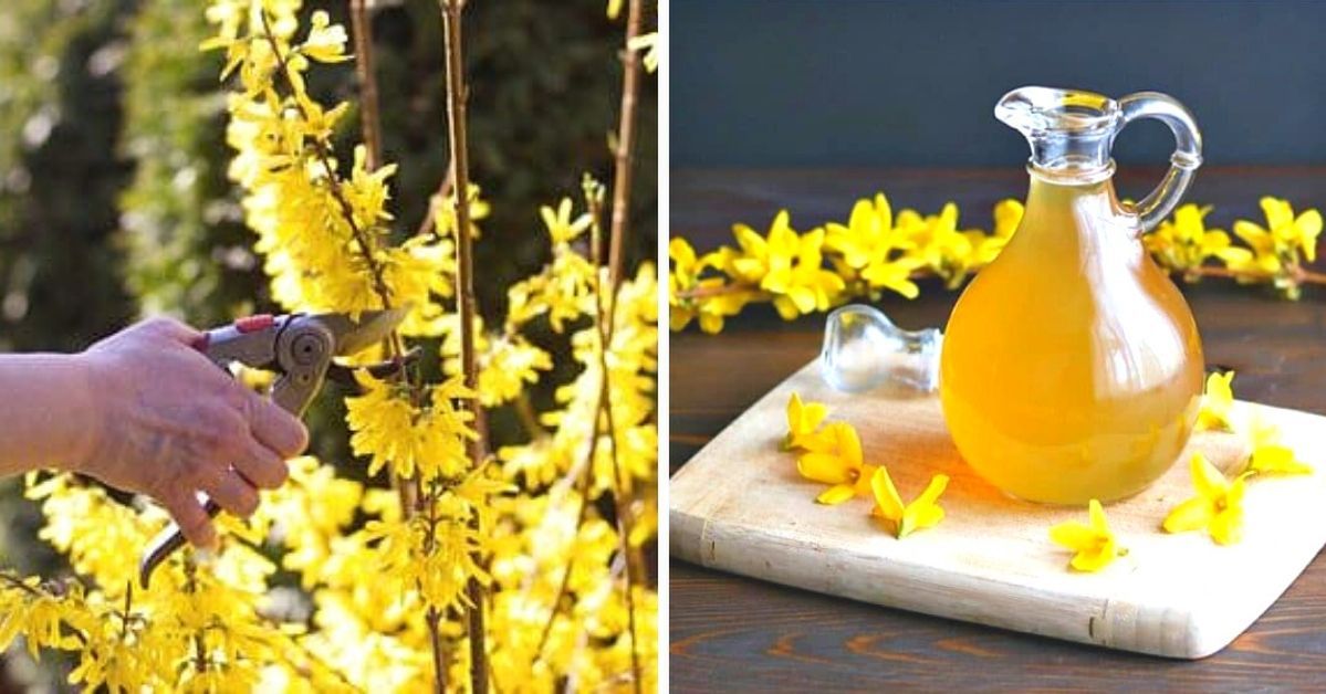 Golden Medication from the World of Plants! Discover Forsythia Flowers and Their Revitalizing Properties!