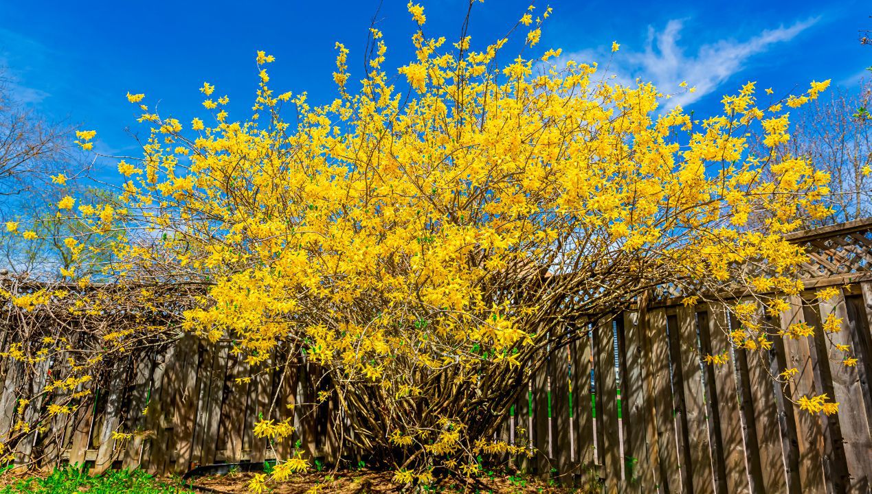 Kiedy przycinać forsycję fot. getty images