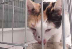 Strzelał z wiatrówki do kota. 38-latek został skazany