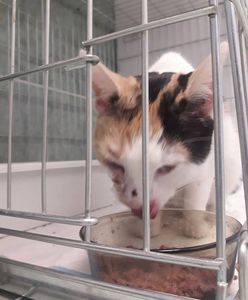 Strzelał z wiatrówki do kota. 38-latek został skazany