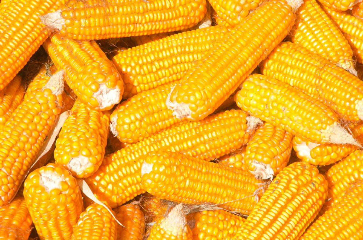 Kukurydza – kalorie, gotowana, z grilla, prażona, w puszce