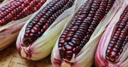 Fioletowa kukurydza. Recepta na młodość