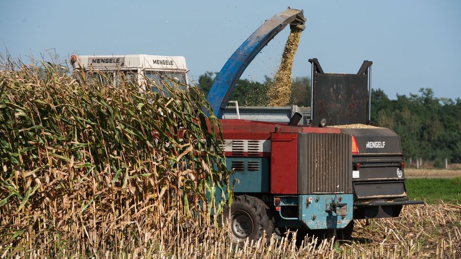 Operator kombajnu w miejscowości Czarne na Podlasiu zaczepił o linię energetyczną