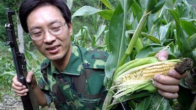 Kukurydza - źródło energii