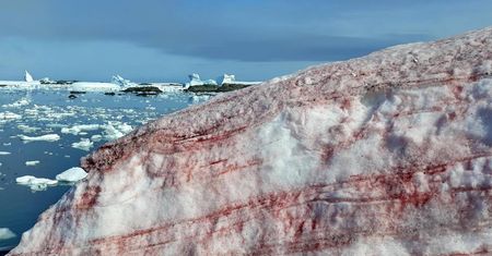Antarktyda: "Krew" lodowców niepokoi badaczy. Może przyspieszać zmiany klimatyczne