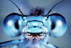 Ptasznik to nie ptaszek