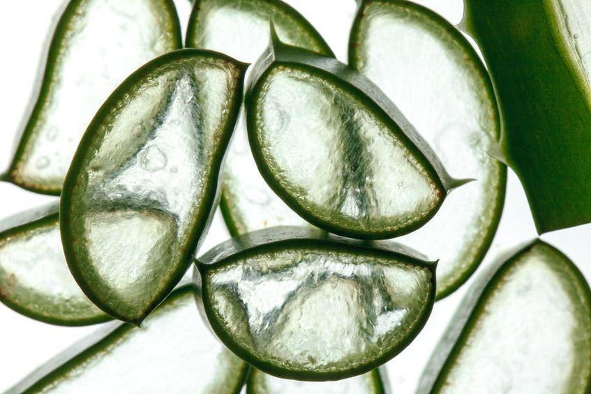 Ekstrakt z aloesu - właściwości i zastosowanie, aloes w kosmetyce