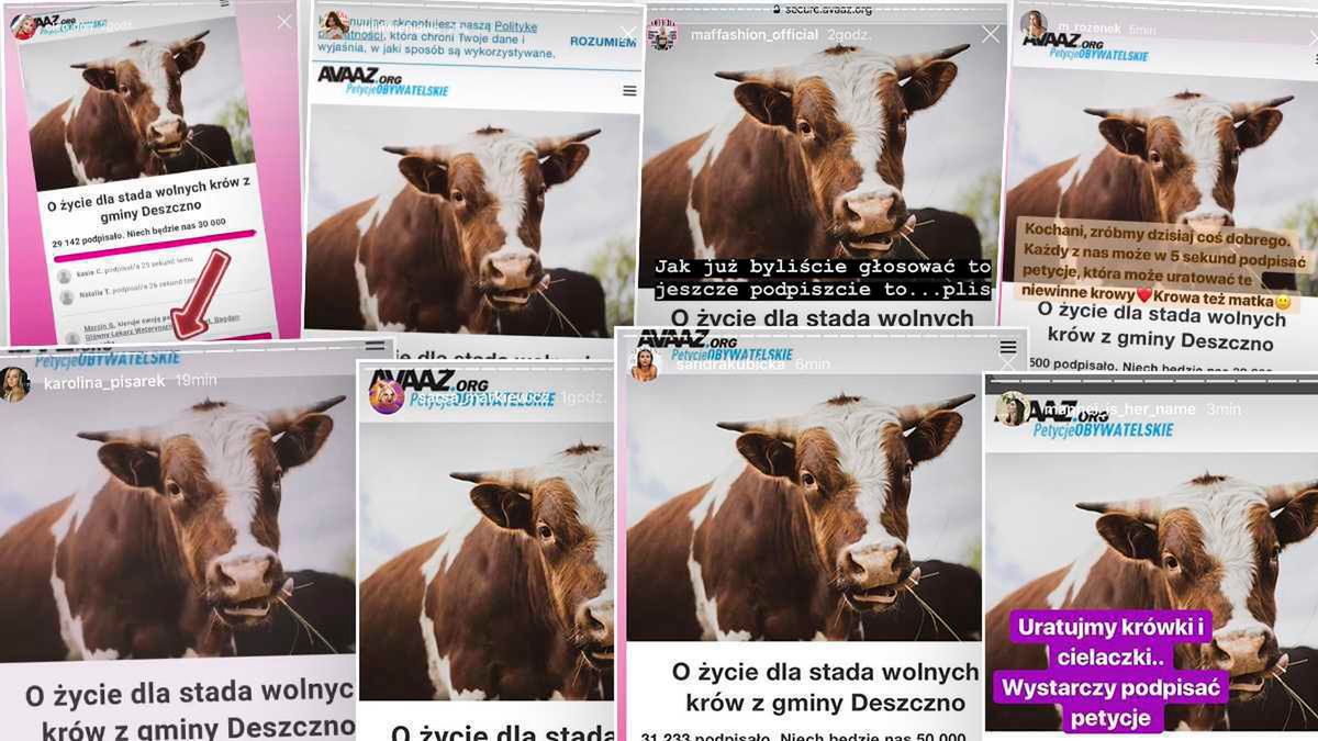 Gwiazdy walczą o wolne krowy z Deszczna! Social media zalała lawina apeli z prośbą o pomoc. Wstawili się również prezydent i Jarosław Kaczyński