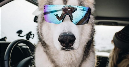 Loki the Wolfdog.  Pies, który jeździł nie tylko koleją