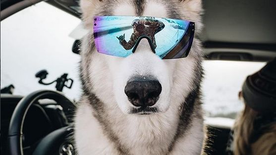 Loki the Wolfdog