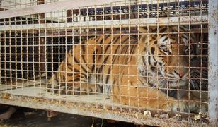 Tygrysy uwięzione na granicy. Stan zwierząt poprawia się