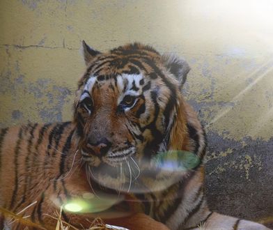 Tygrys Gogh z poznańskiego zoo zjadł pierwszy posiłek. "Nie wolno się cieszyć, ale..."