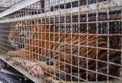 Tygrysy uwięzione w klatkach. W akcji wyładunku bierze udział policja z długą bronią