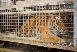 Tygrysy uwięzione na granicy. Stan zwierząt poprawia się