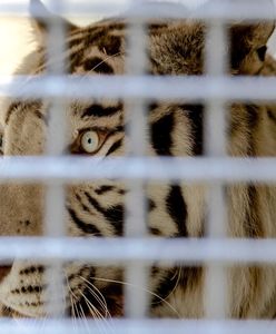 Tygrys zaatakował pracownicę zoo. Kobieta nie żyje