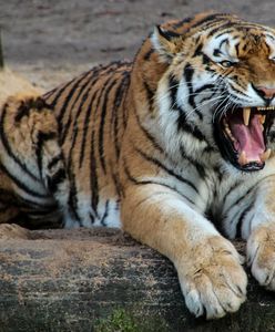 Tygrys zagryzł pracownika wrocławskiego zoo. Sąd wydał wyrok