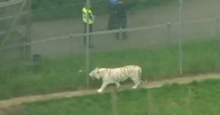 Tygrys zaatakował pracownicę ZOO. Nie miała szans