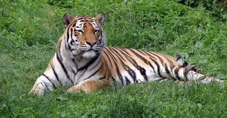 Tygrys syberyjski zaatakował opiekunkę w rosyjskim ZOO. Kobieta walczy o życie