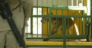 Bagdadzkie zoo znowu wita gości
