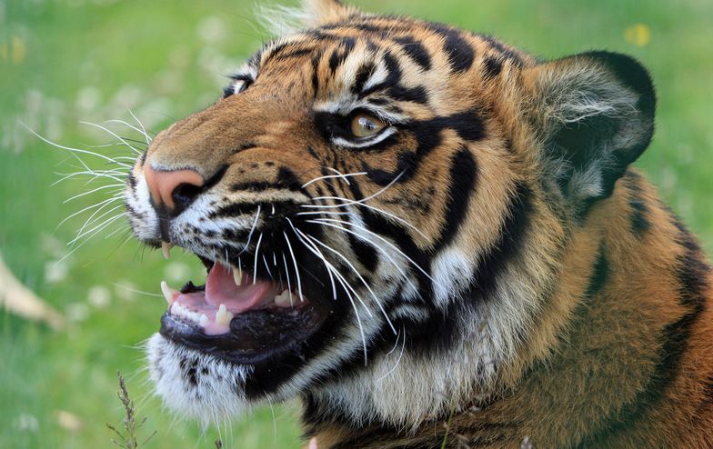 Tygrys zabił opiekunkę w zoo
