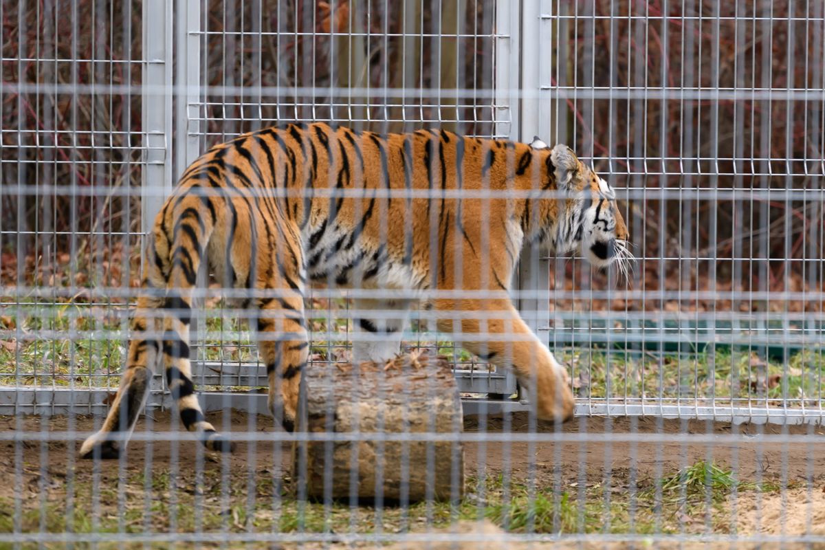 Ratowała zdrowie i życie tygrysów. Nagroda dla dyrektor poznańskiego zoo