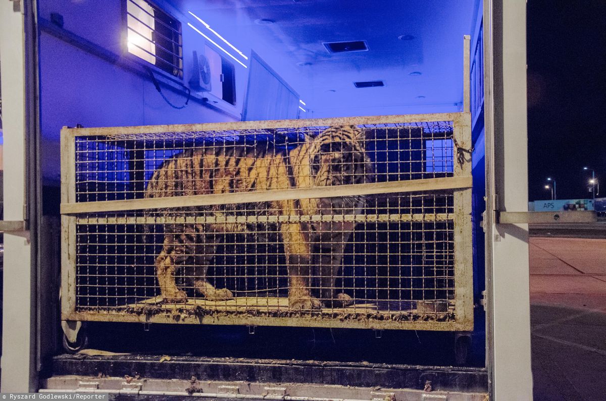 Tygrysy utknęły na granicy. Organizator transportu aresztowany