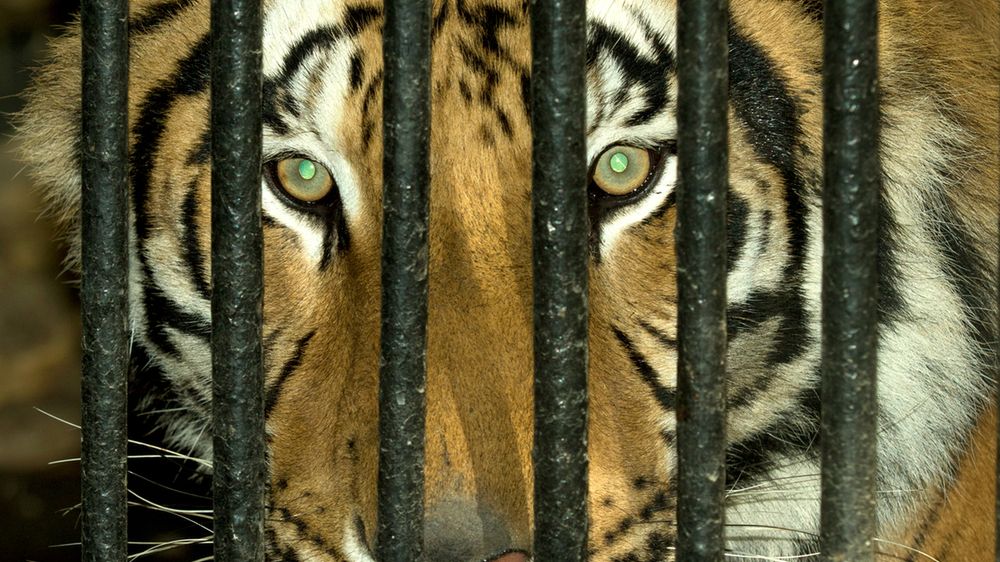 Sprawa tygrysów spod białoruskiej granicy zelektryzowała Polskę i pokazała, jak niedoskonałe jest nasze prawo, gdy chodzi o ratowanie zwierząt w niebezpieczeństwie 