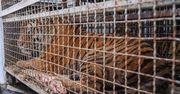 Tygrysy uwięzione w klatkach. W akcji wyładunku bierze udział policja z długą bronią