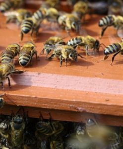 Pszczoły pomogą zmniejszyć bezrobocie