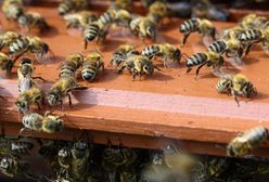 Pszczoły pomogą zmniejszyć bezrobocie