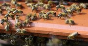 Pszczoły pomogą zmniejszyć bezrobocie
