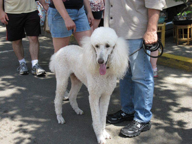 Nie ma ras psów, które byłyby w 100 proc. hipoalergiczne